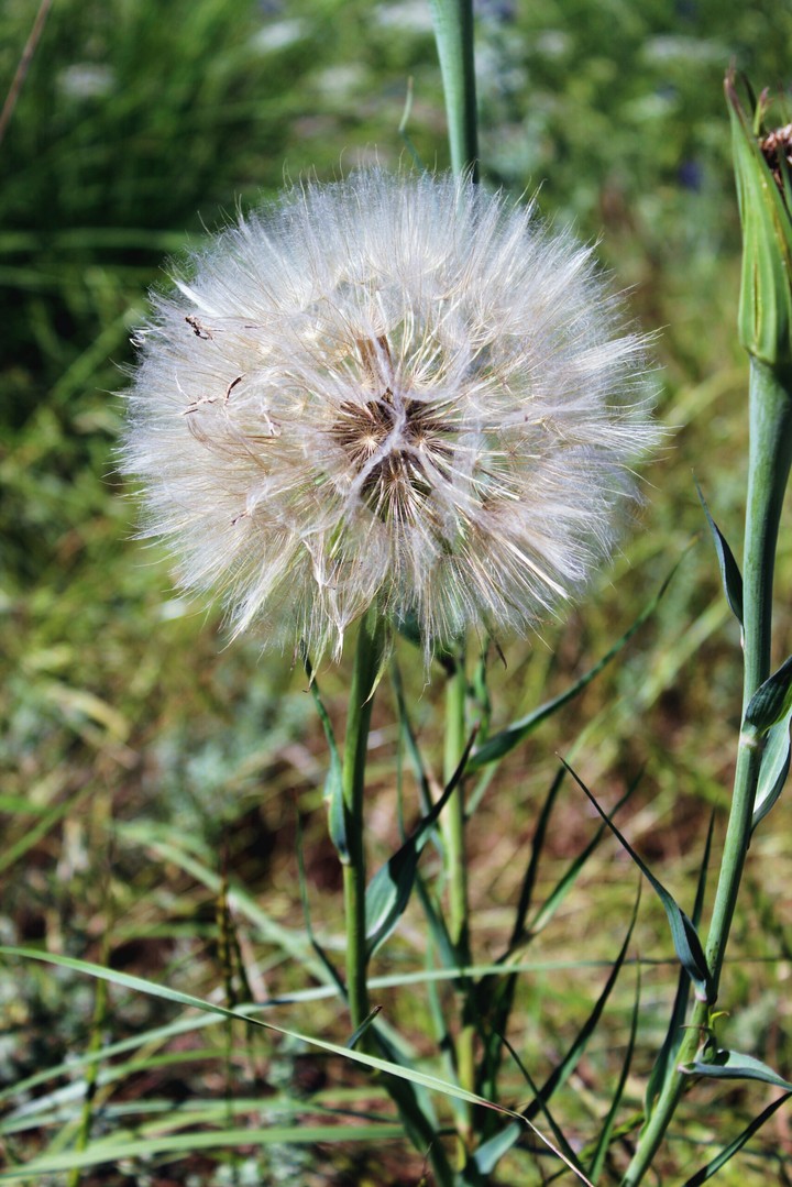 Dandelion/Одуванчик