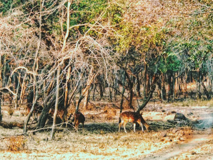jungle
