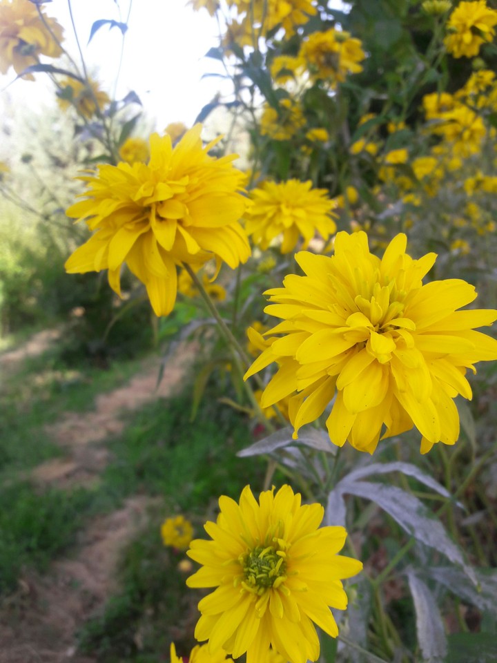 flower