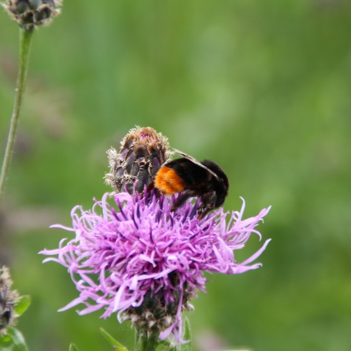 bumblebee