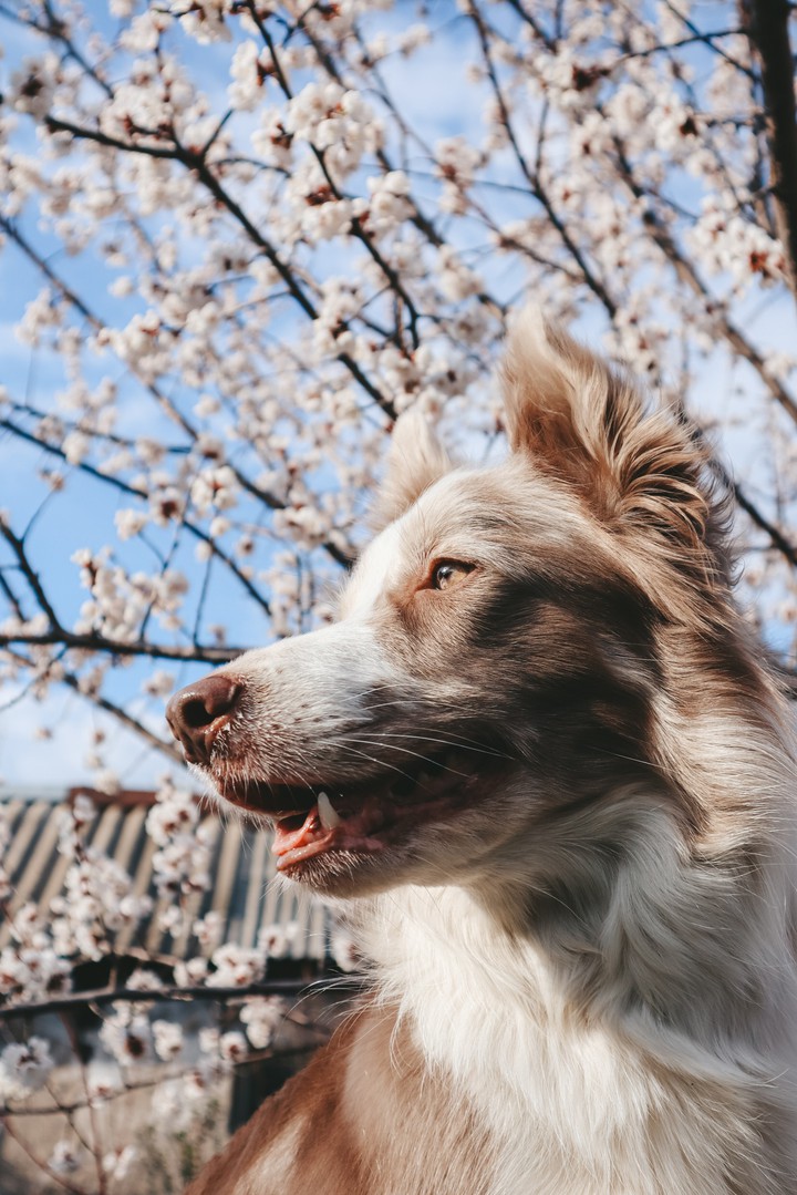 border collie Eva
