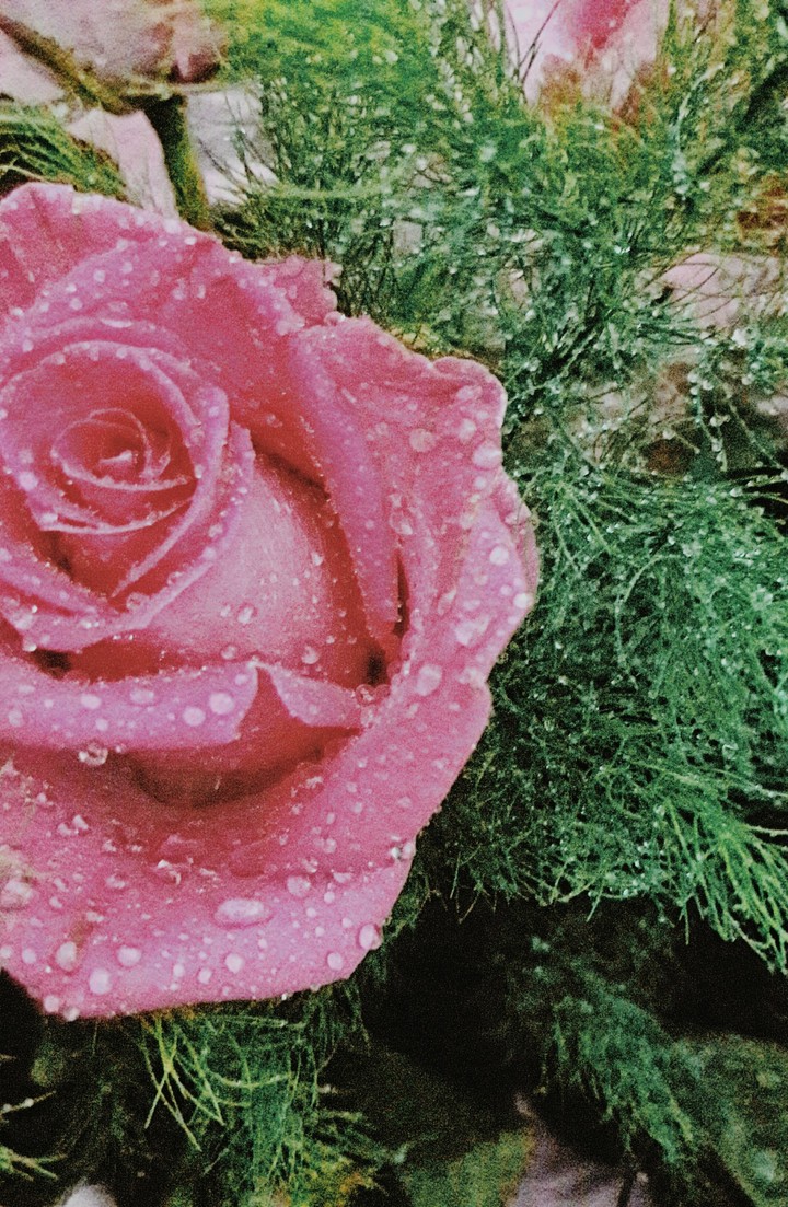Beautiful rose.