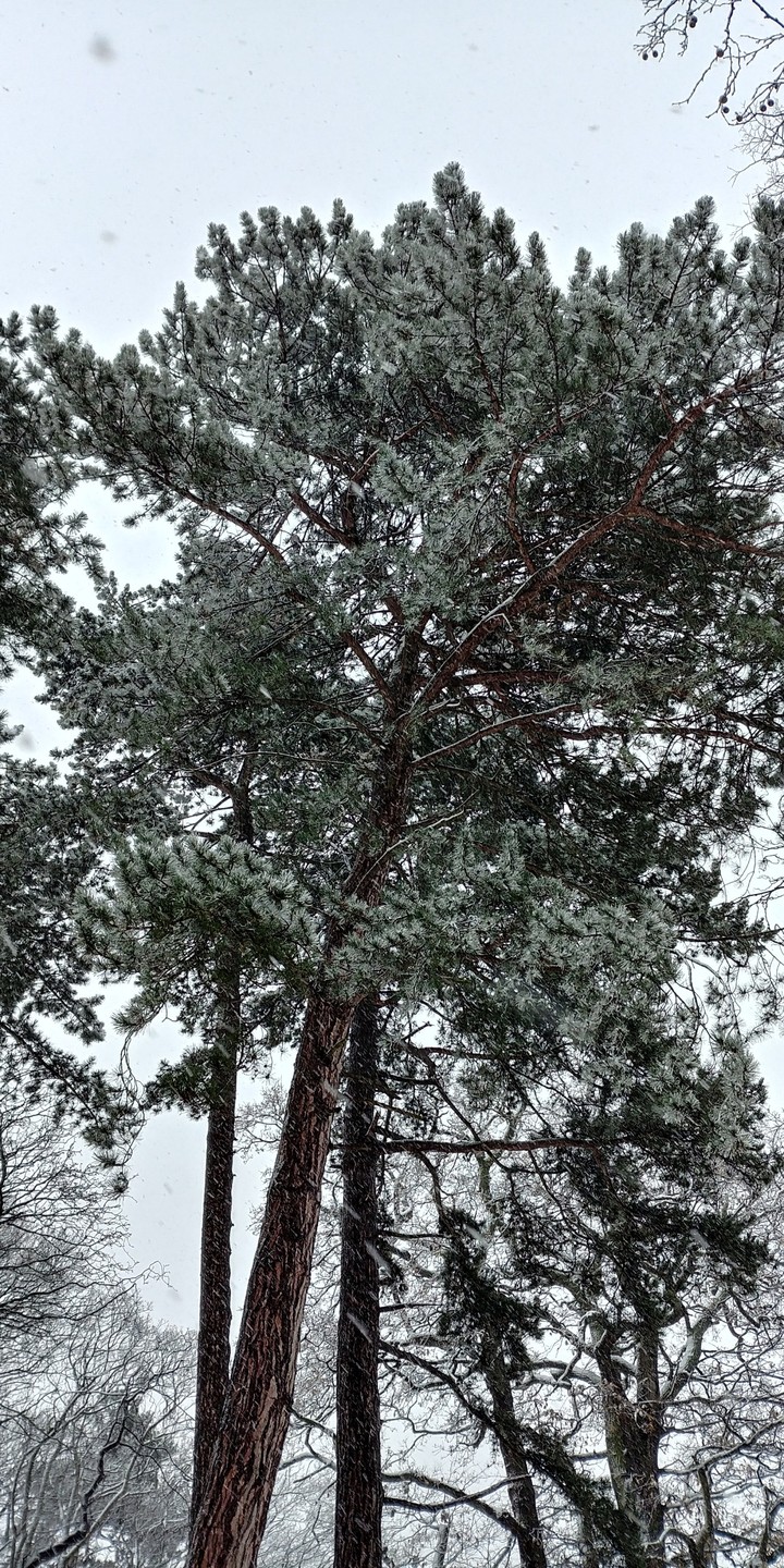 snow tree