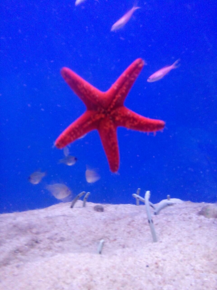 подводное царство