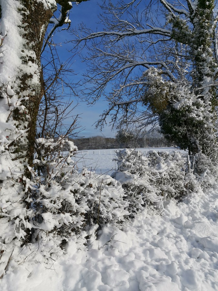 neige