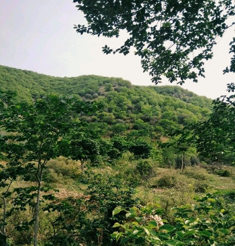 mera gav