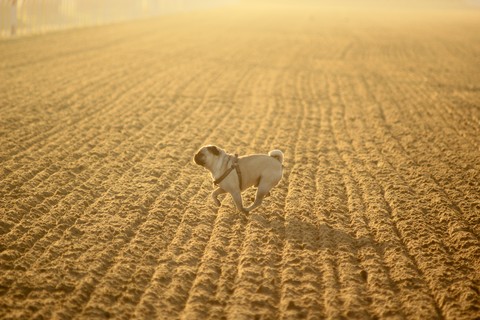 Pug's Race
