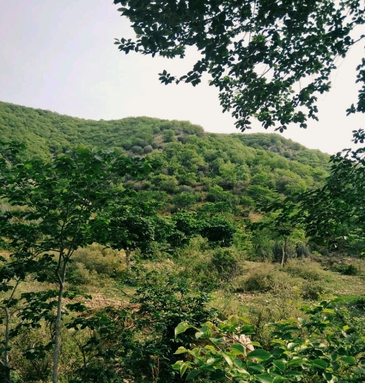 mera gav
