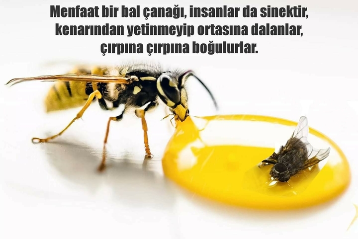 Hayat