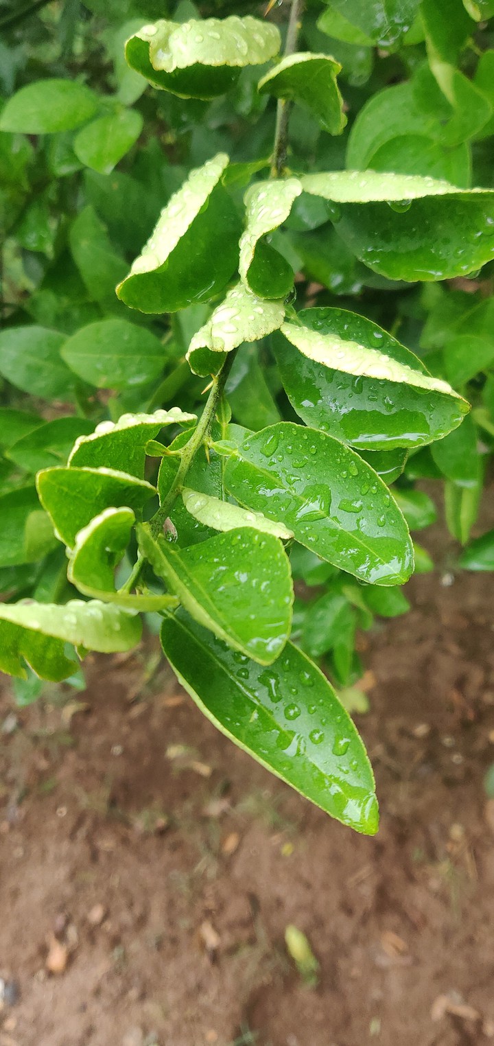 dewy leaf