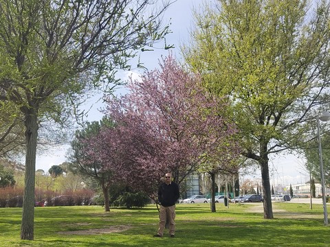 sfondi Blossom, trunk