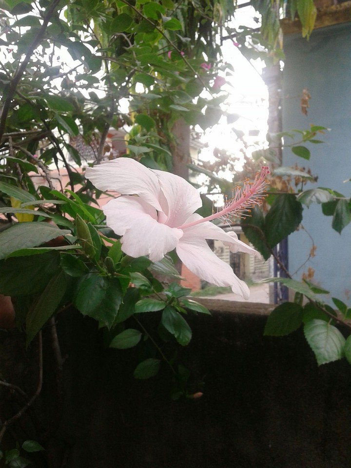 hibiscus flower