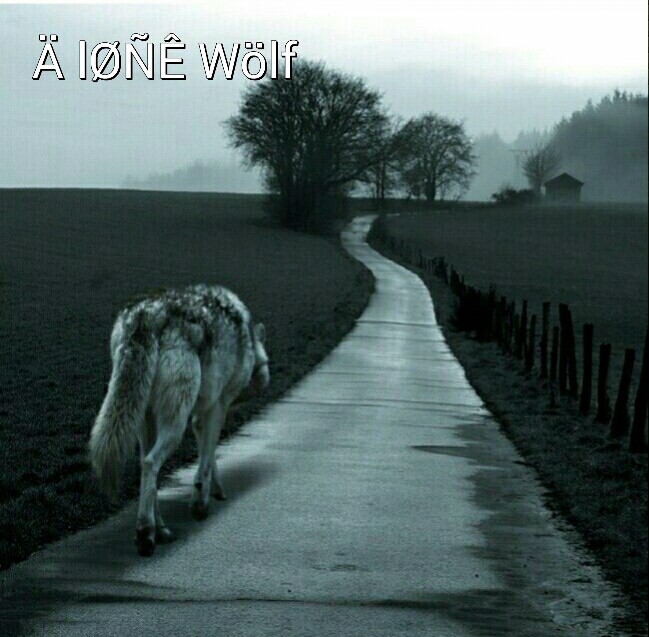 wolf