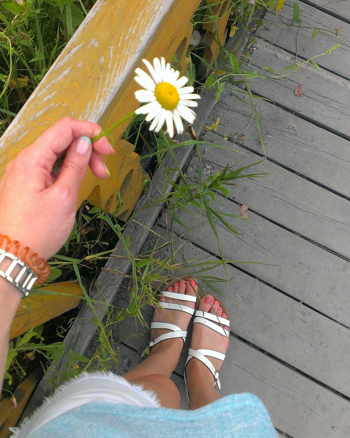 Chamomile flowers