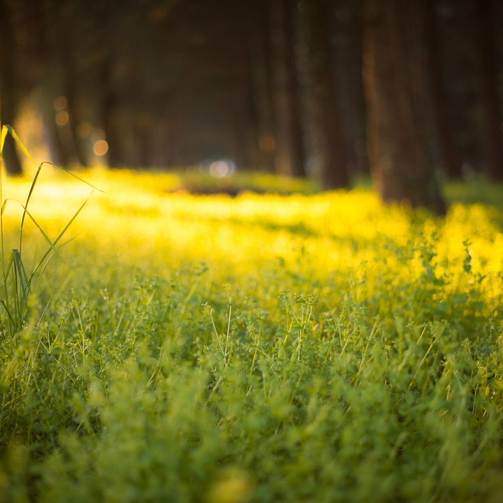 Green grass during daytime