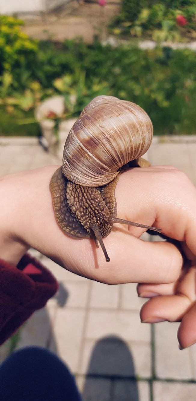 Snail