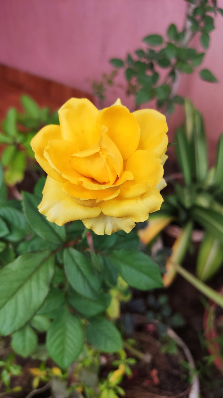 yellow rose