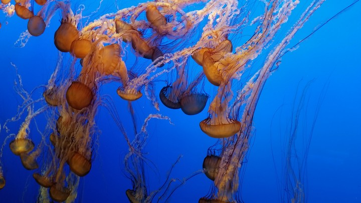 Jellyfish