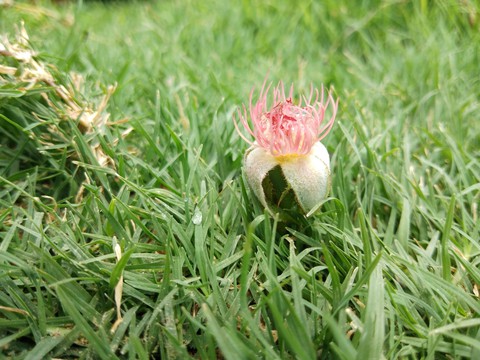 grass
