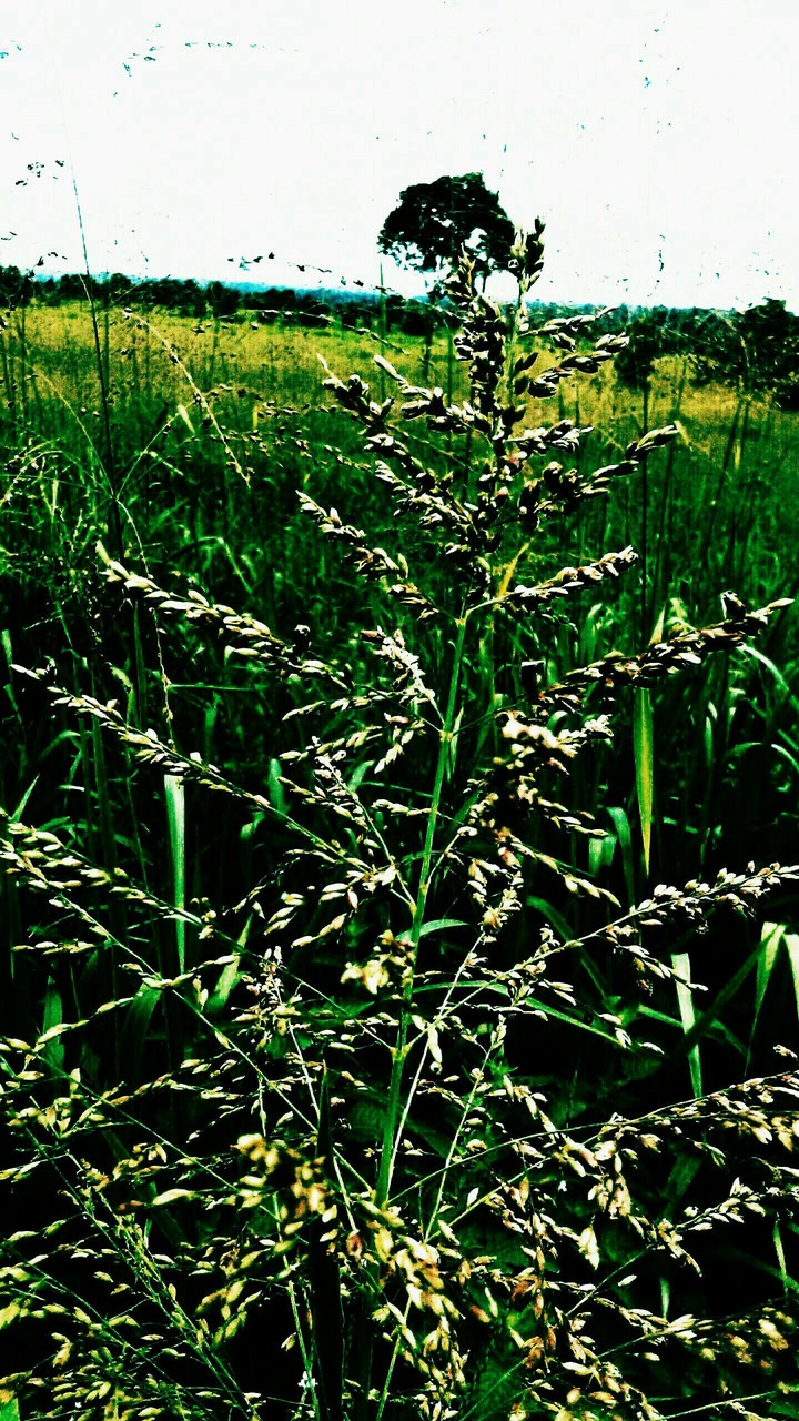 nature e