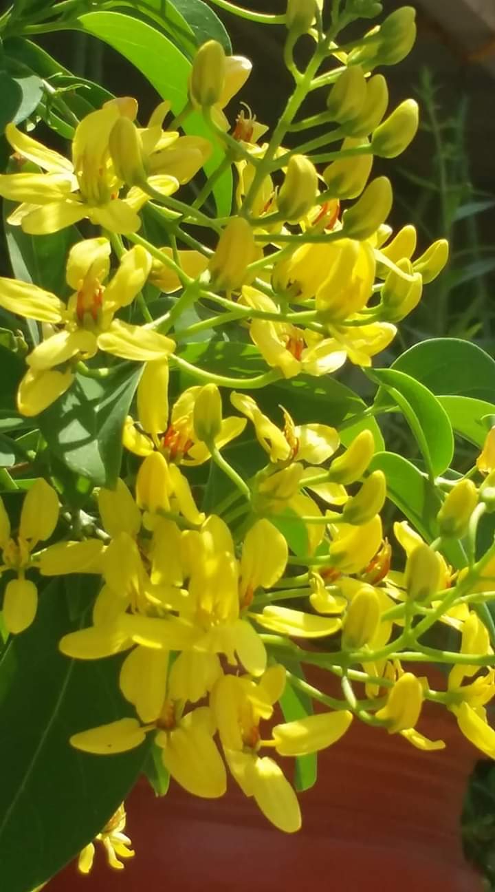 Full blooming