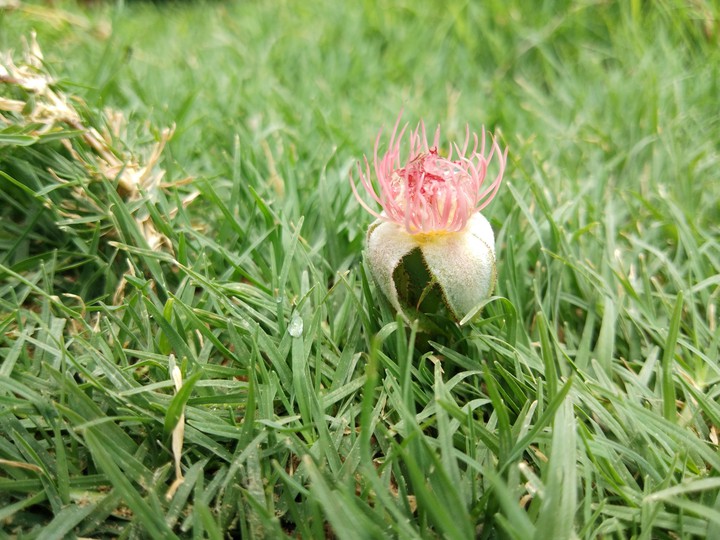 grass