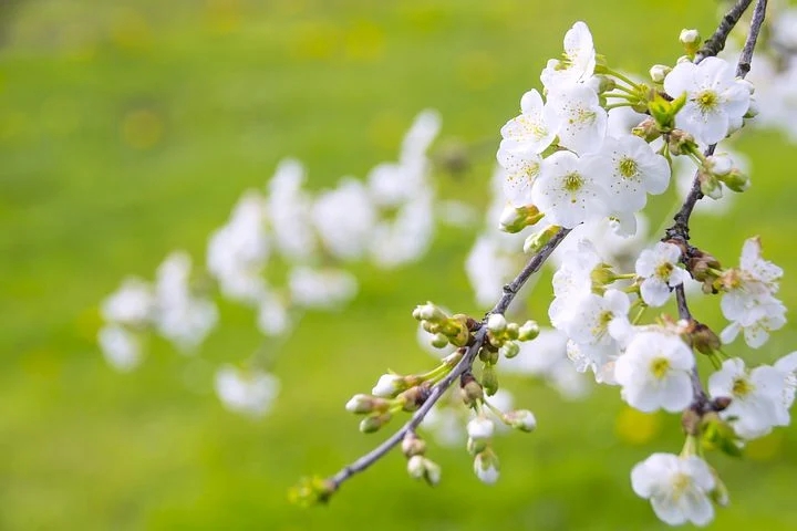 cherry blossom