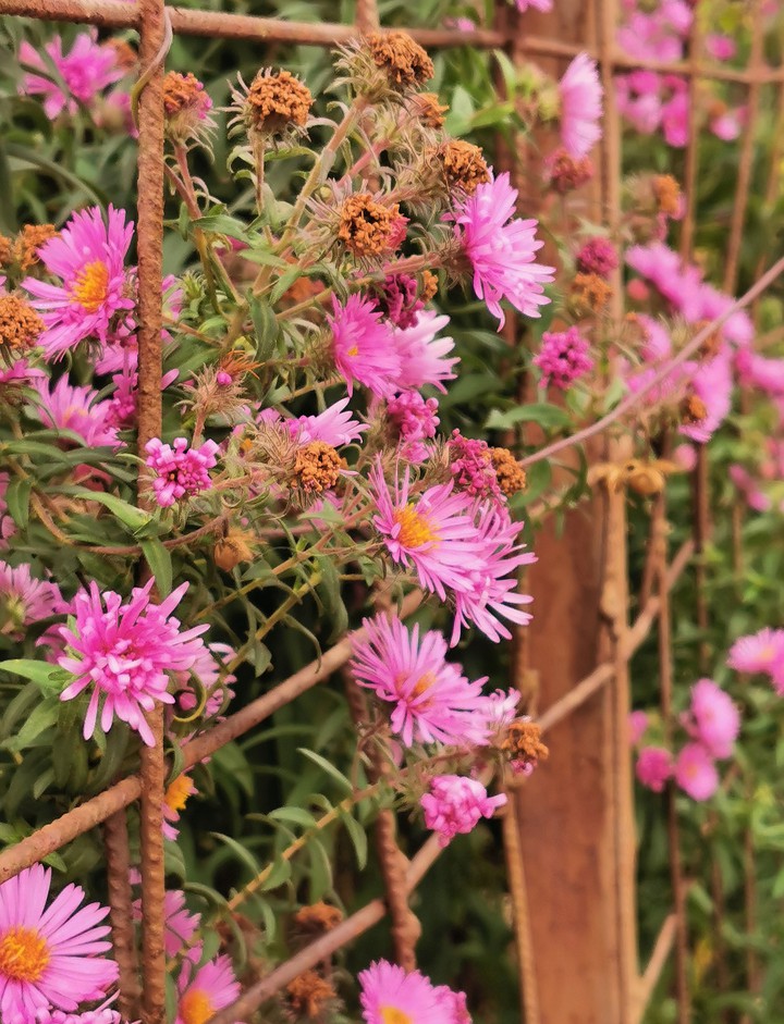 pink flowers
