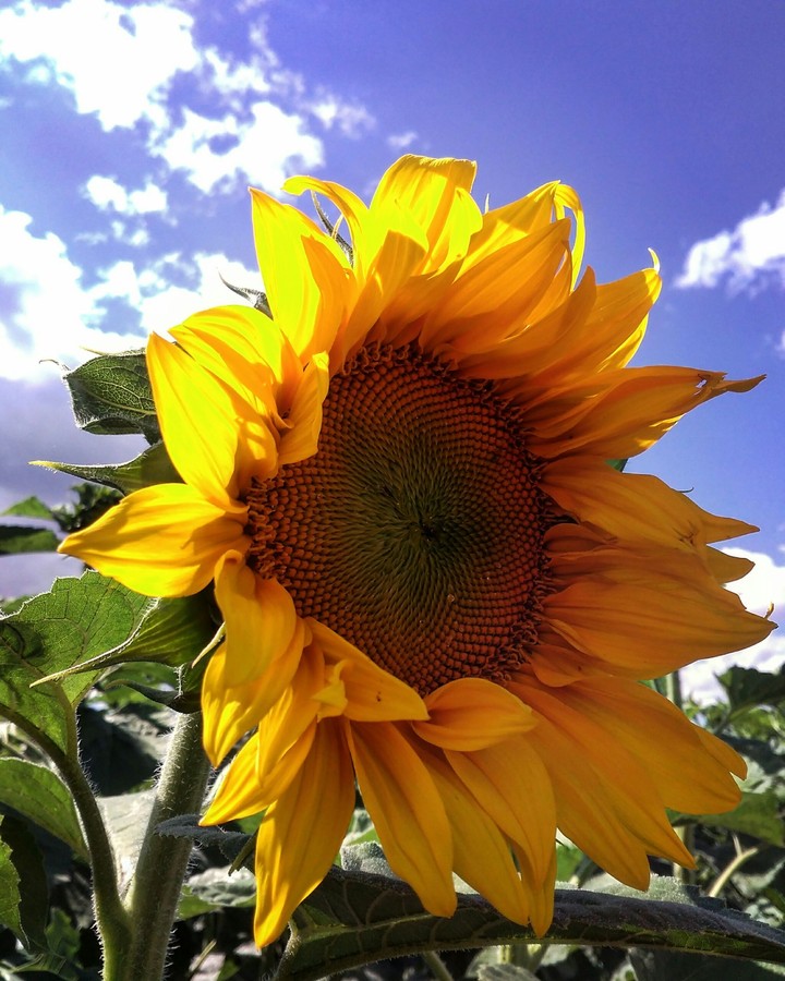 sunflower