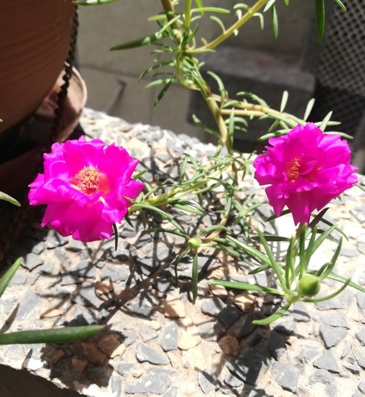 Miss roses