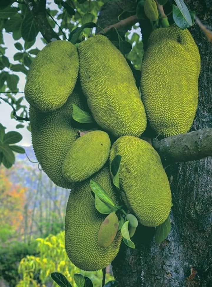 Jack fruit ?