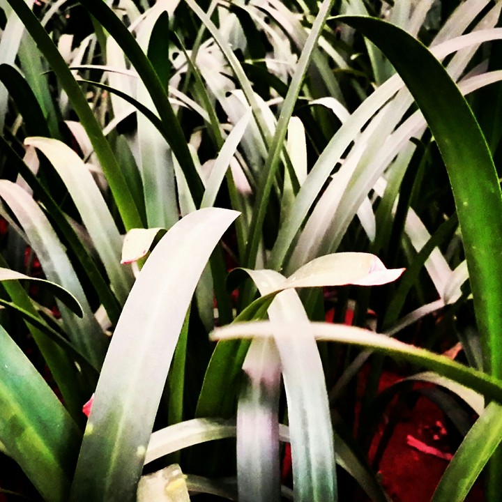 Lawn