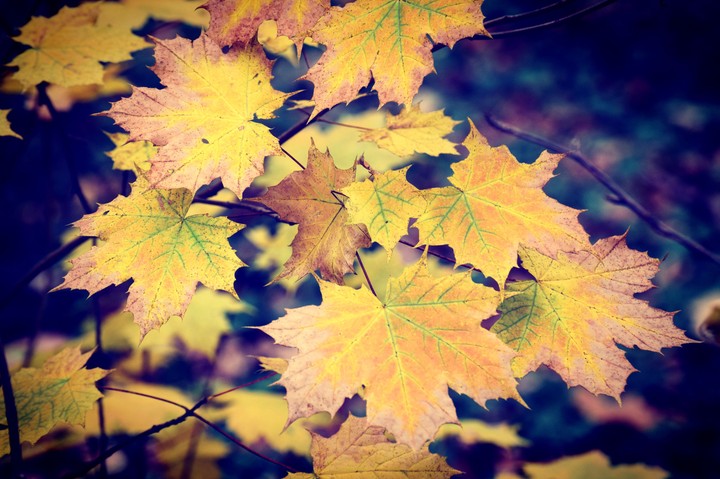 Autumn leaves