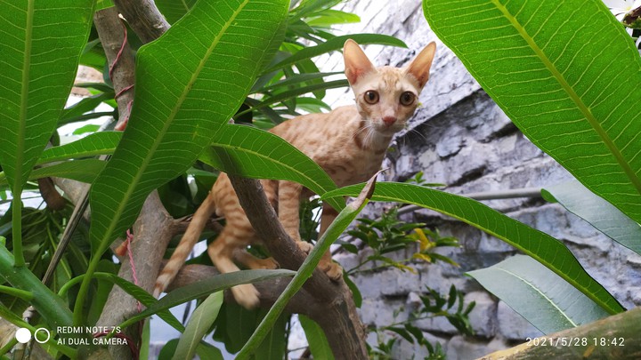 kitten