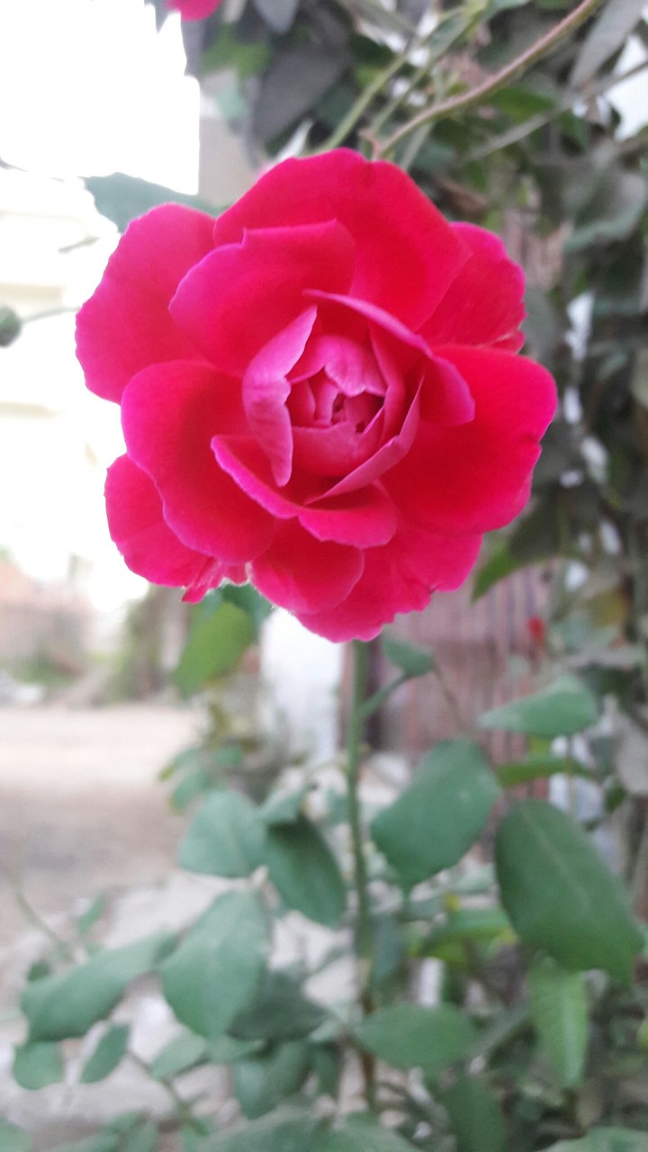 rose