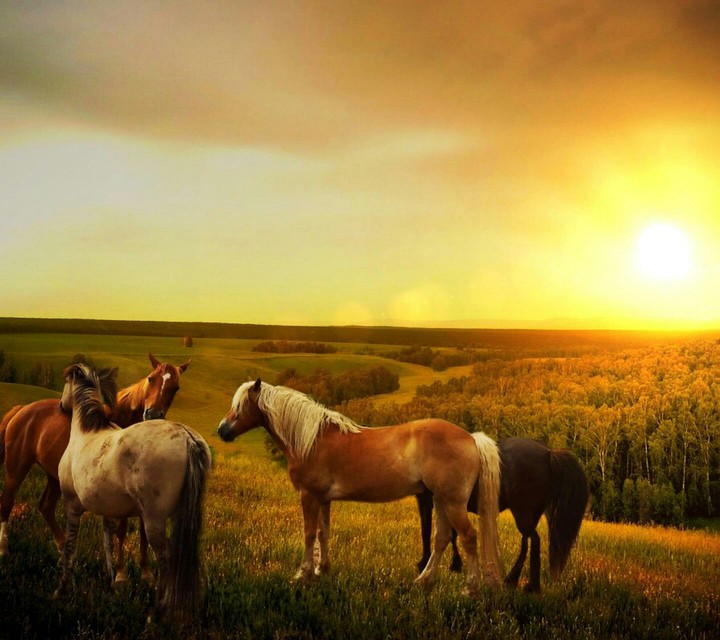 Horses