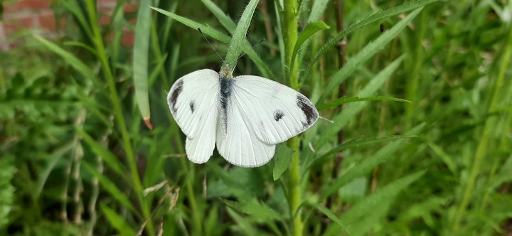 butterfly