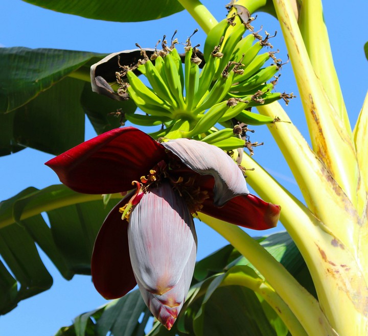 banana