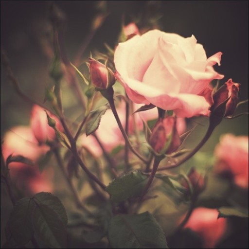 ♥