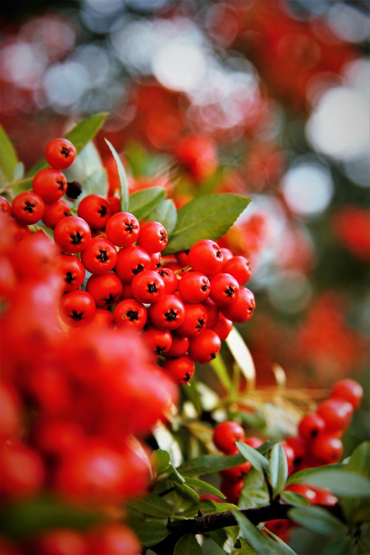 Redberrys