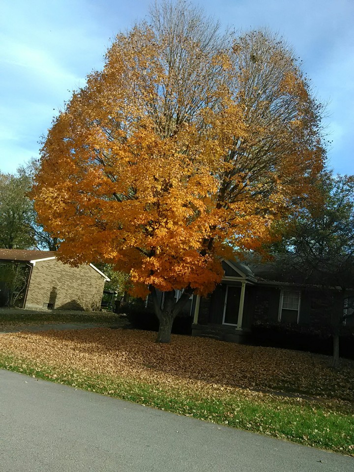 Fall Tree