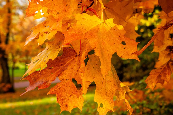 autumn
