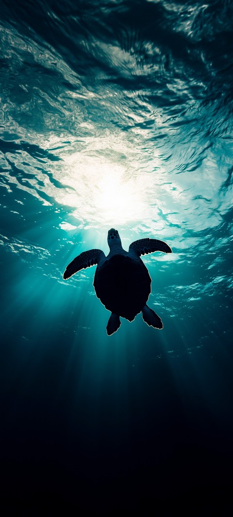 шпалери underwater, sea