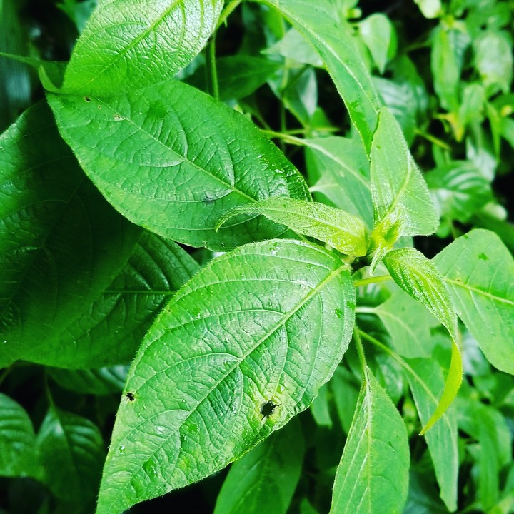 leaves