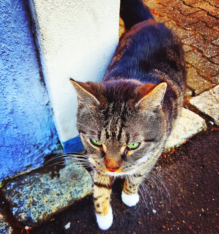Katze