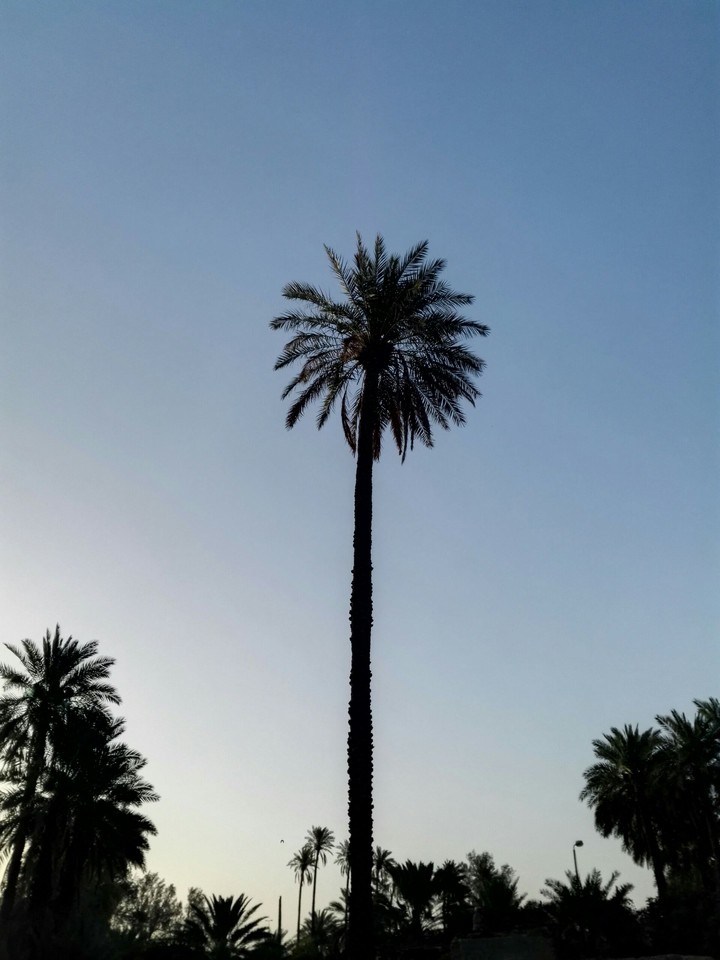 Palm