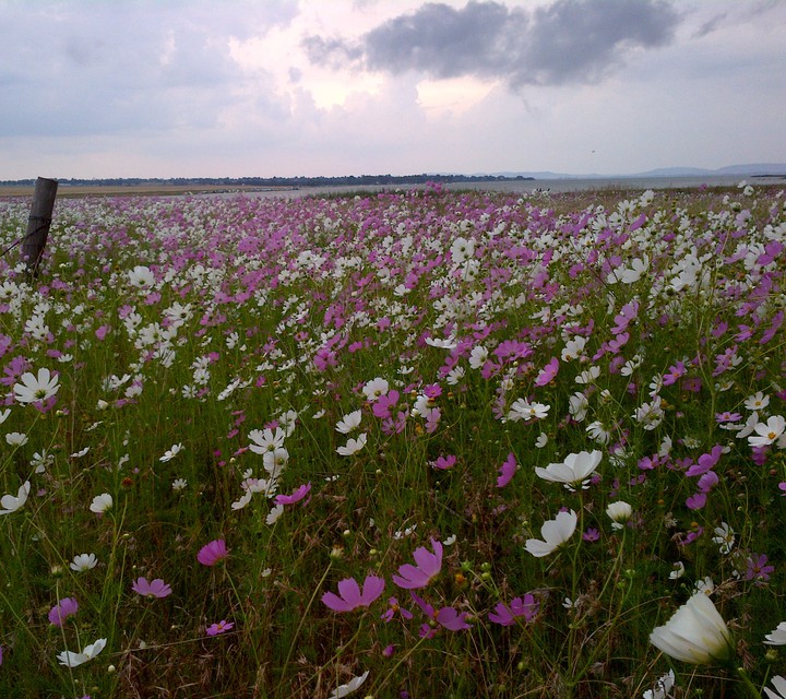 flowers