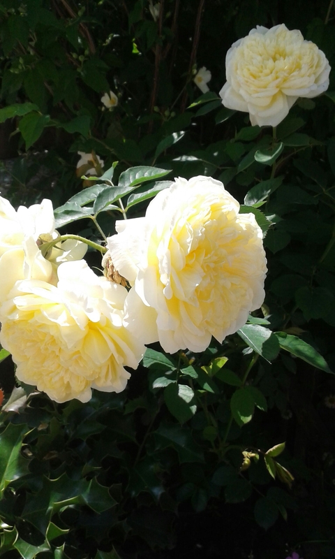 English rose