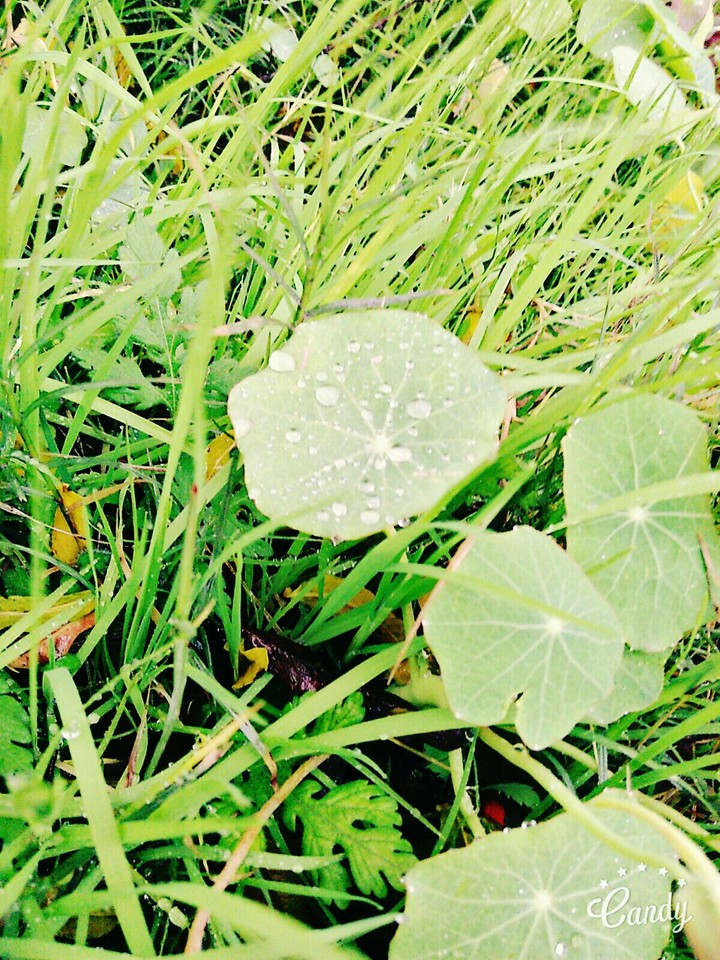 Rainy Season