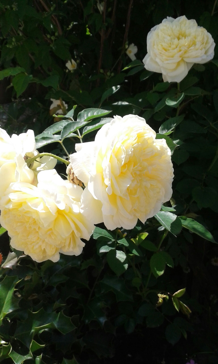 English rose